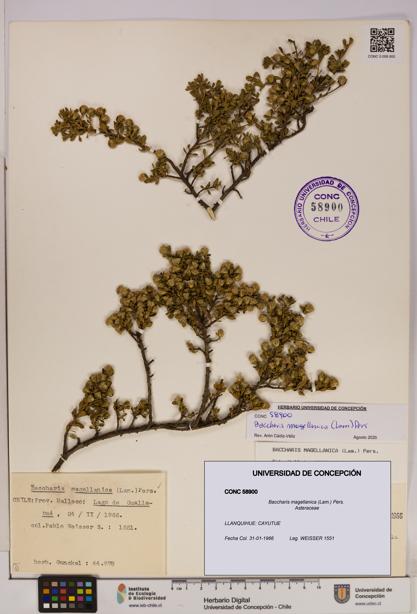 Baccharis magellanica [Espécimen: UDEC:CONC:0058900]