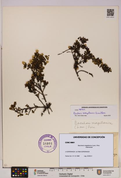 Baccharis magellanica [Espécimen: UDEC:CONC:0058901]