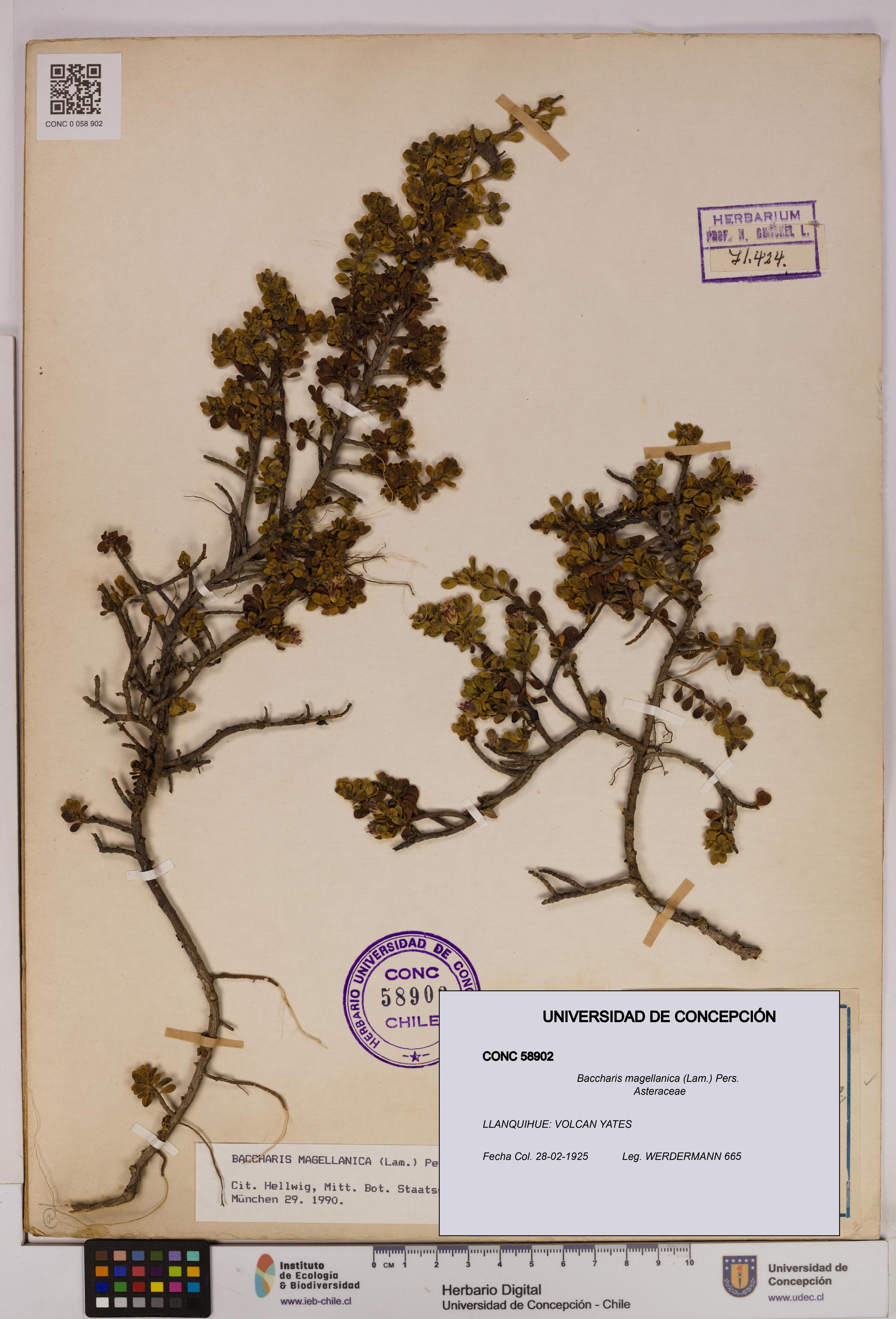 Baccharis magellanica [Espécimen: UDEC:CONC:0058902]