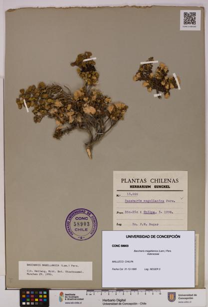 Baccharis magellanica [Espécimen: UDEC:CONC:0058903]