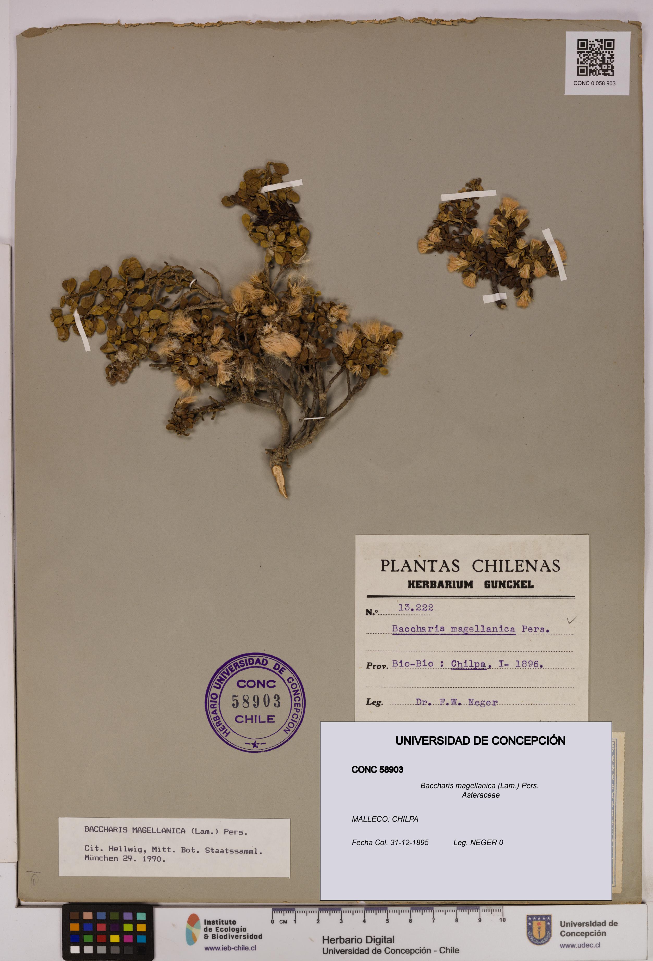 Baccharis magellanica [Espécimen: UDEC:CONC:0058903]