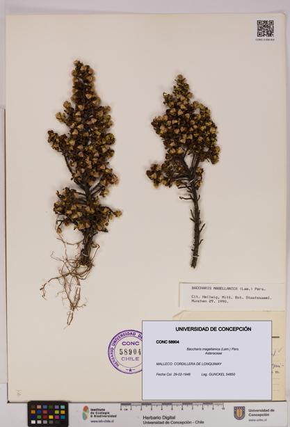 Baccharis magellanica [Espécimen: UDEC:CONC:0058904]