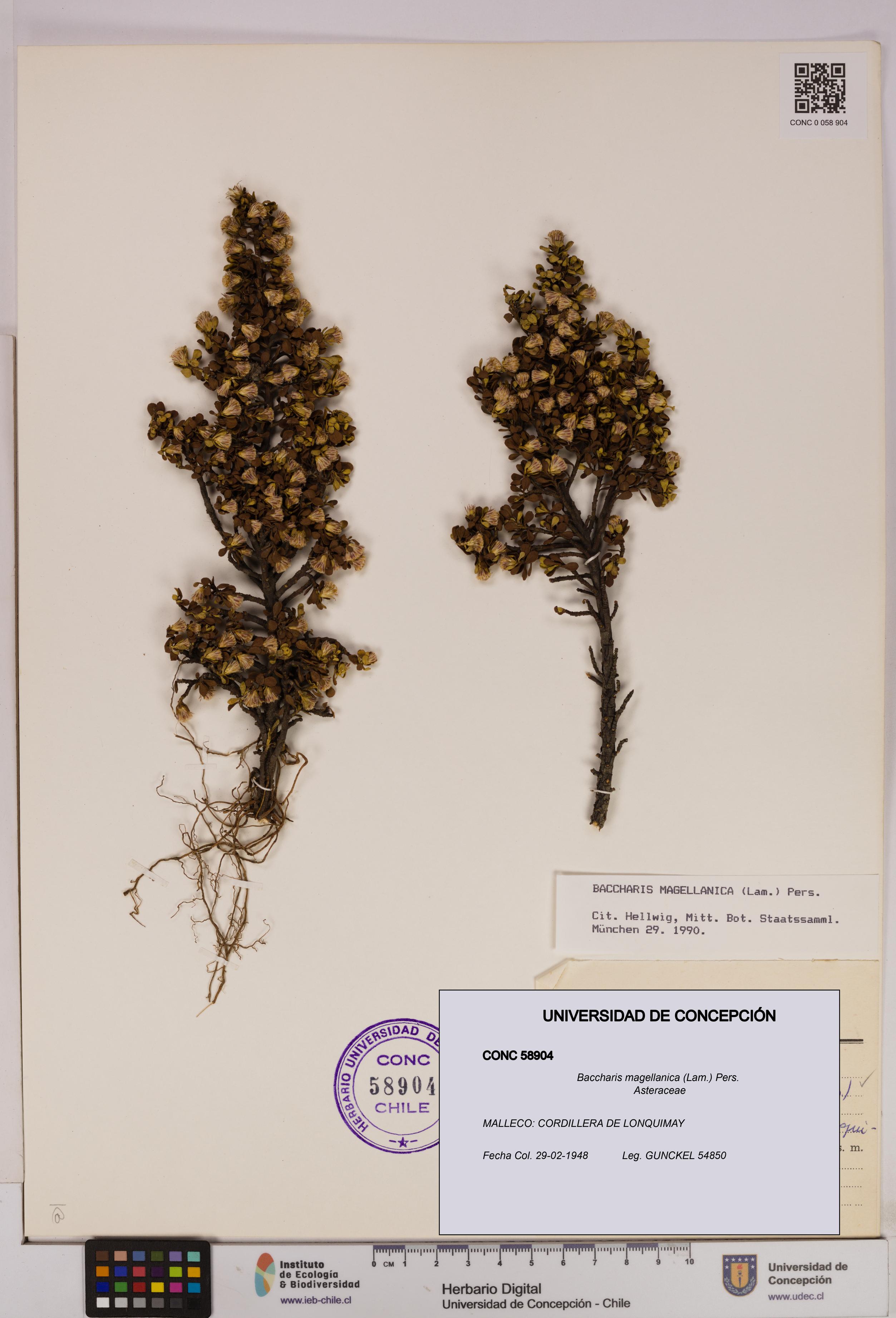 Baccharis magellanica [Espécimen: UDEC:CONC:0058904]