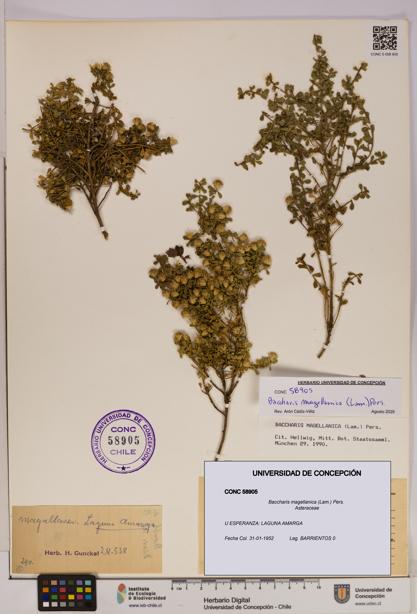 Baccharis magellanica [Espécimen: UDEC:CONC:0058905]