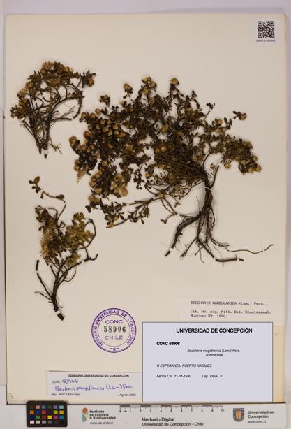 Baccharis magellanica [Espécimen: UDEC:CONC:0058906]
