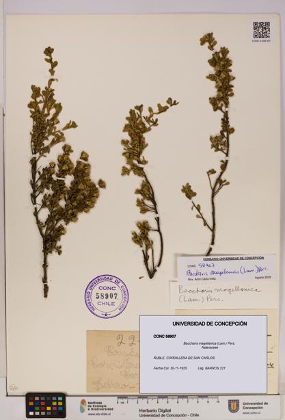 Baccharis magellanica [Espécimen: UDEC:CONC:0058907]