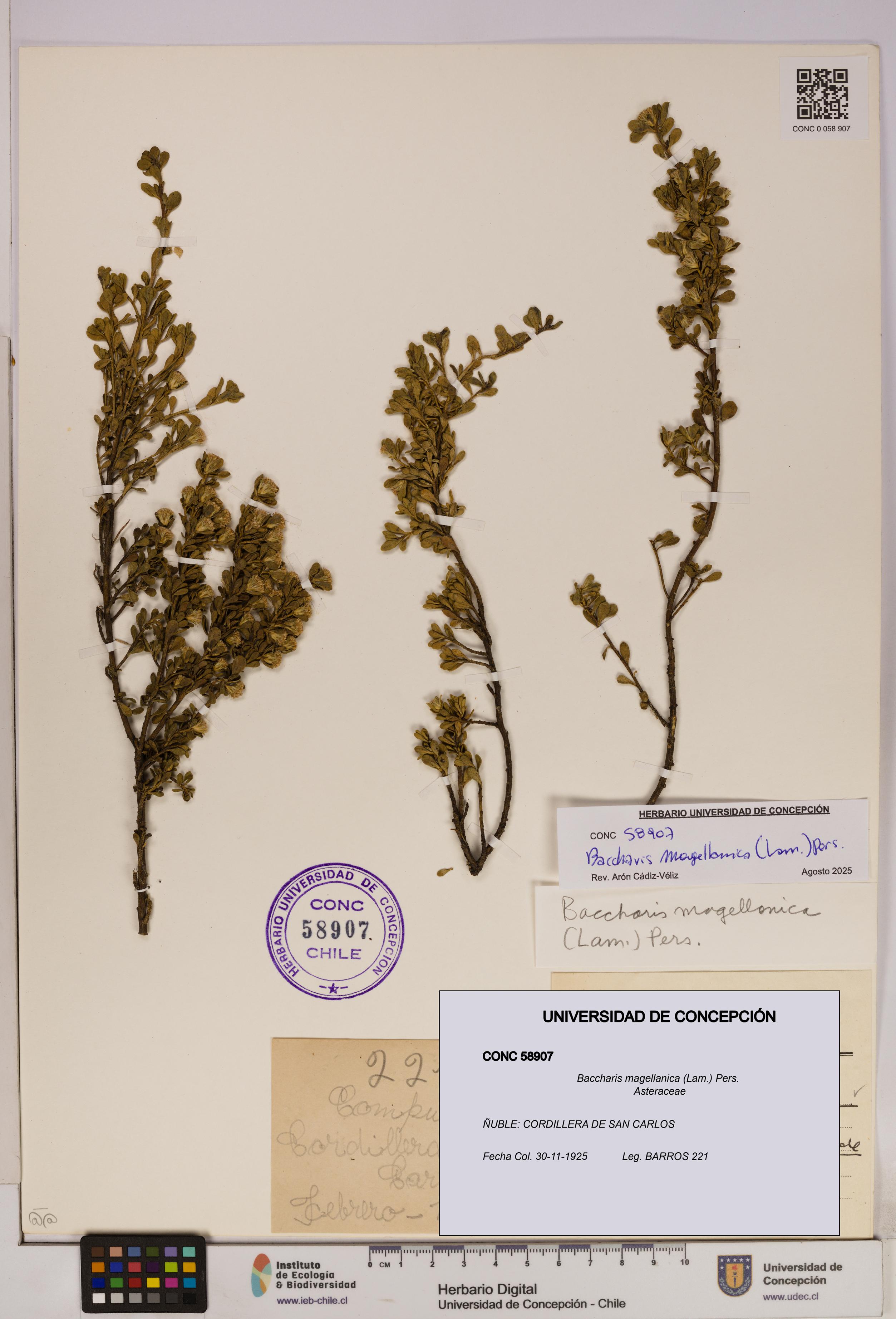 Baccharis magellanica [Espécimen: UDEC:CONC:0058907]