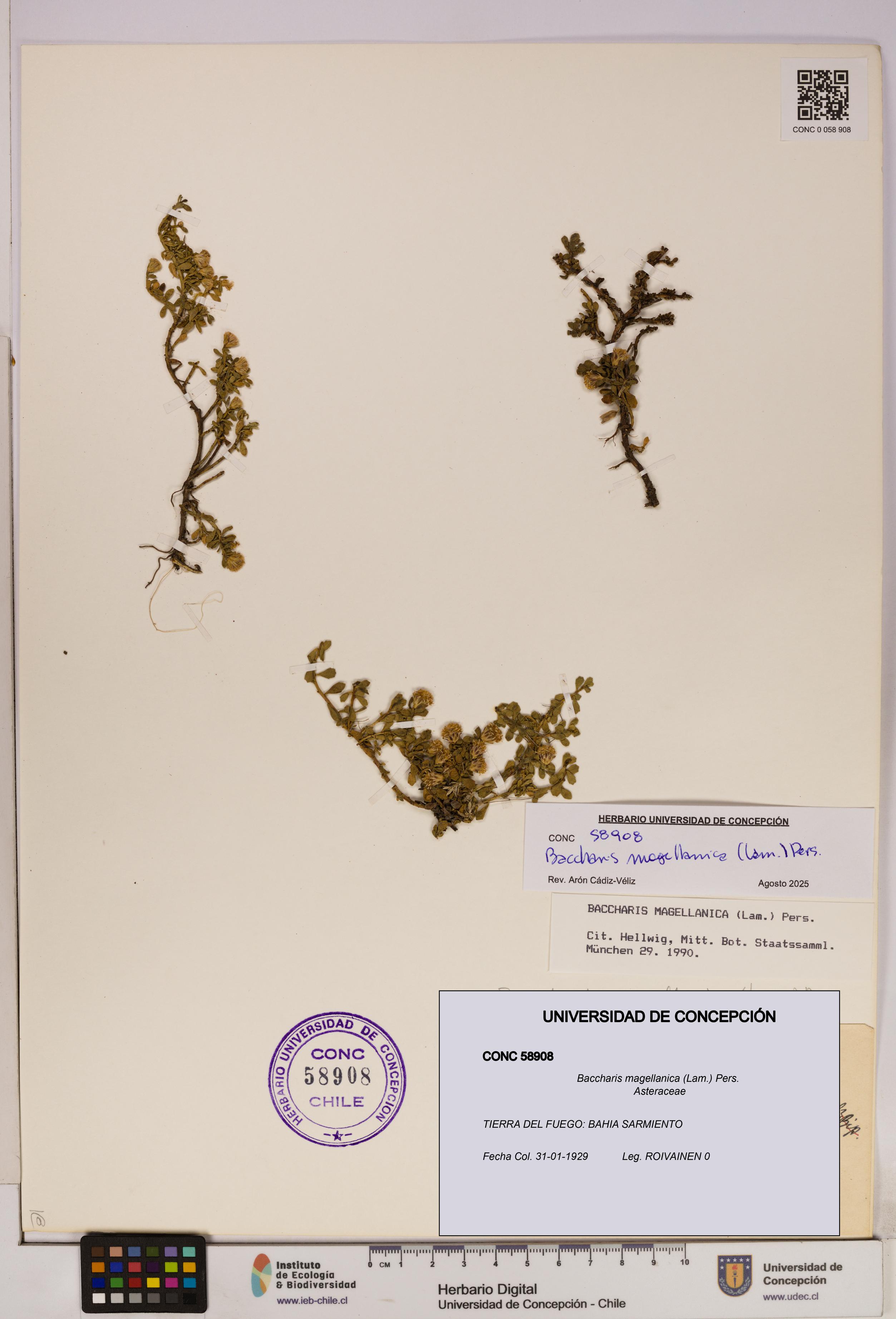 Baccharis magellanica [Espécimen: UDEC:CONC:0058908]