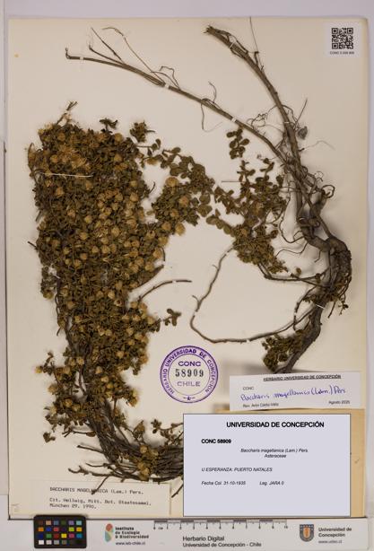 Baccharis magellanica [Espécimen: UDEC:CONC:0058909]