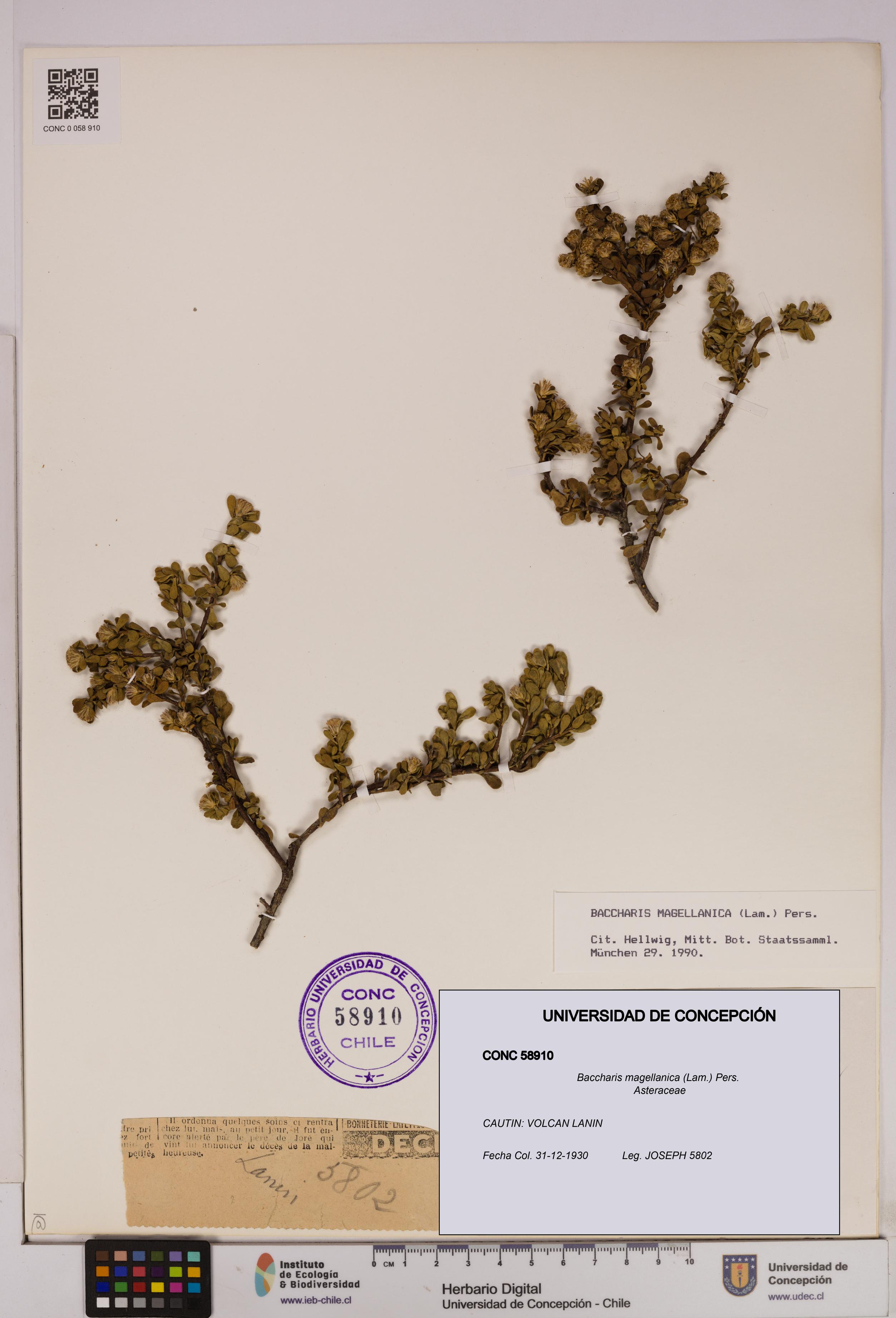 Baccharis magellanica [Espécimen: UDEC:CONC:0058910]