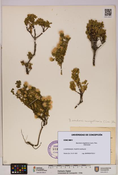 Baccharis magellanica [Espécimen: UDEC:CONC:0058911]