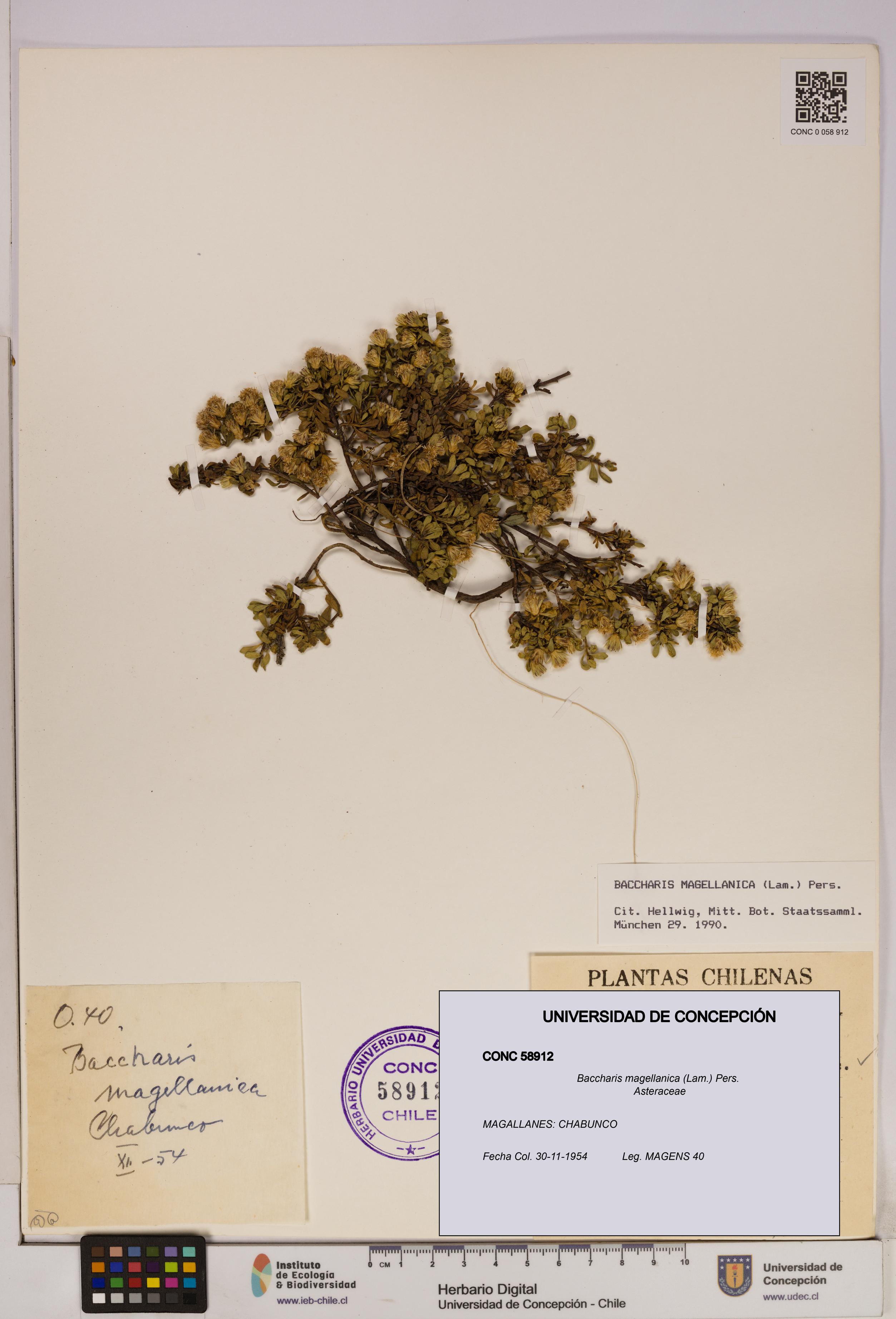 Baccharis magellanica [Espécimen: UDEC:CONC:0058912]