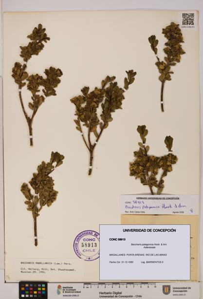 Baccharis patagonica [Espécimen: UDEC:CONC:0058913]