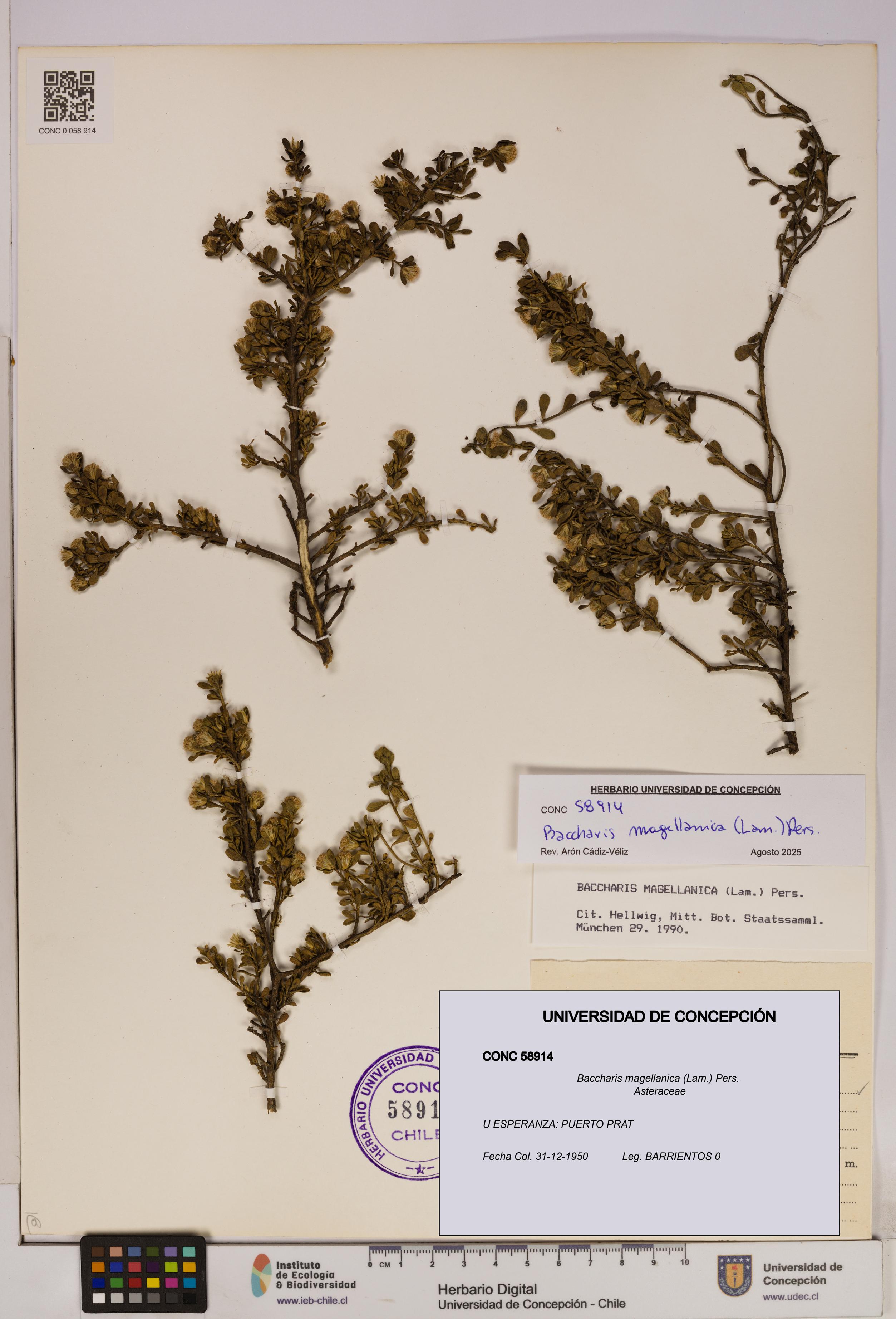 Baccharis magellanica [Espécimen: UDEC:CONC:0058914]