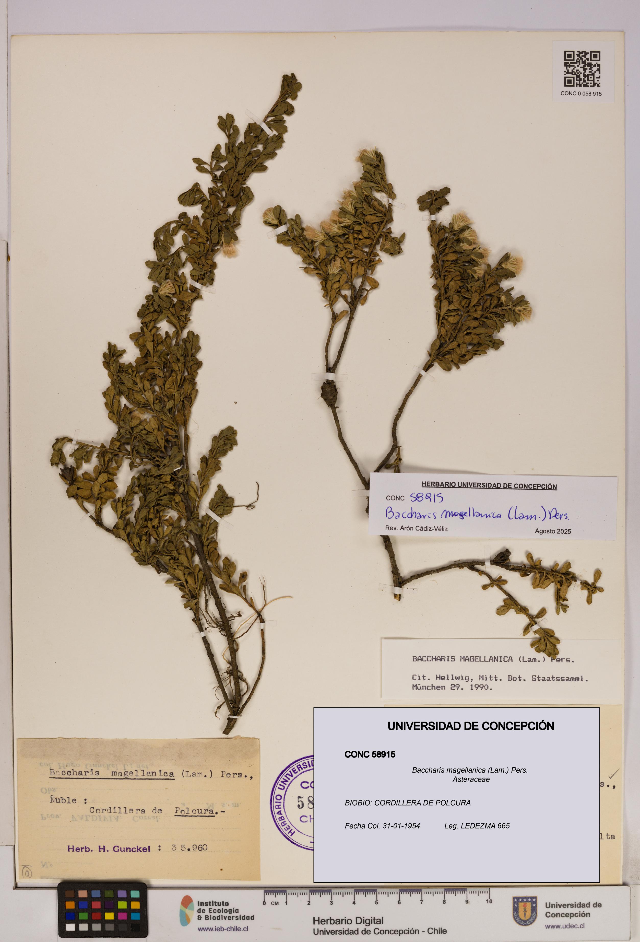 Baccharis magellanica [Espécimen: UDEC:CONC:0058915]