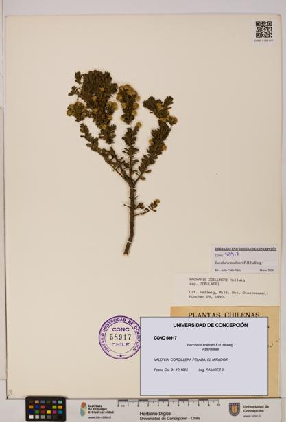 Baccharis zoellneri [Espécimen: UDEC:CONC:0058917]