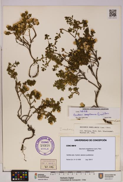 Baccharis magellanica [Espécimen: UDEC:CONC:0058918]