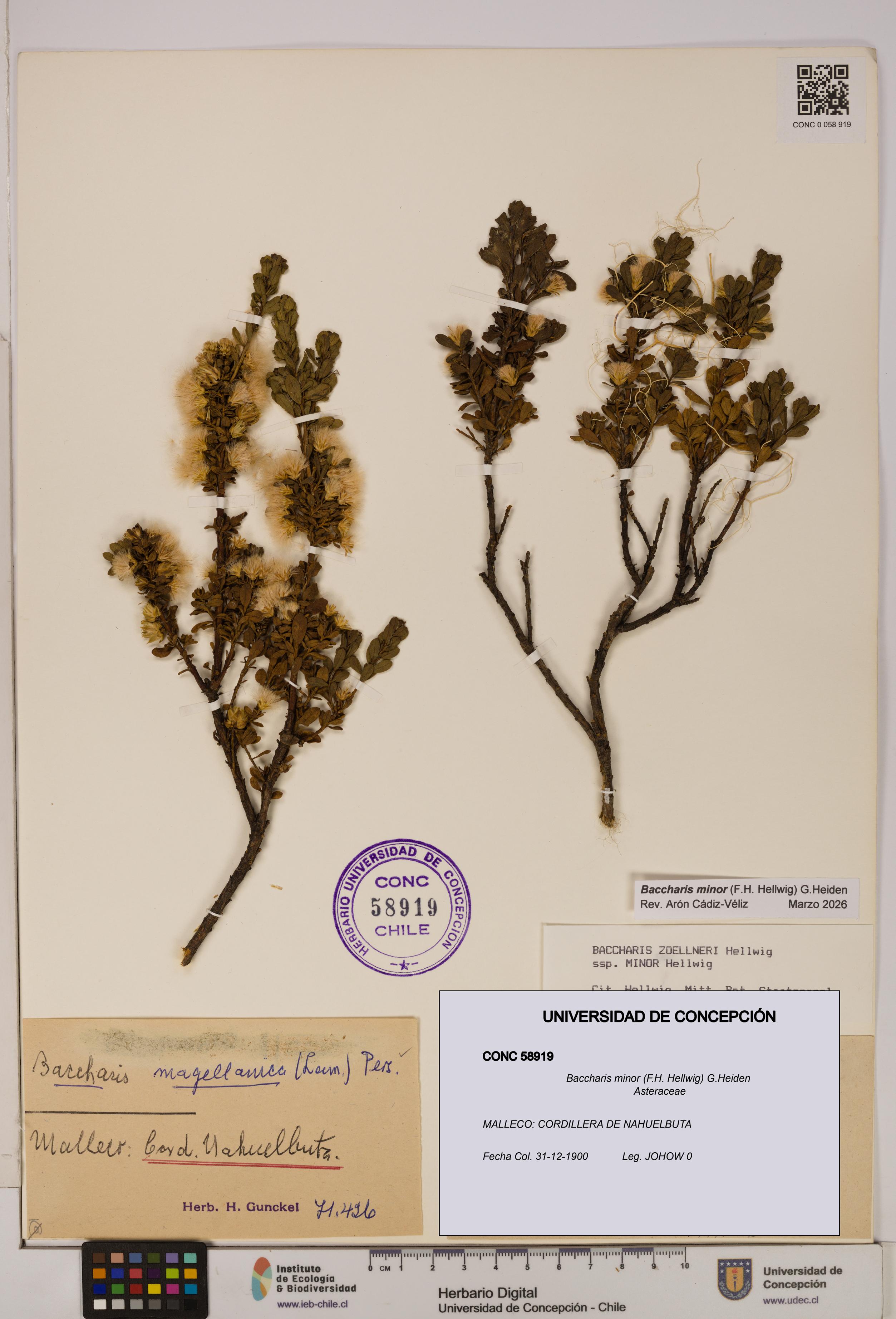 Baccharis minor [Espécimen: UDEC:CONC:0058919]