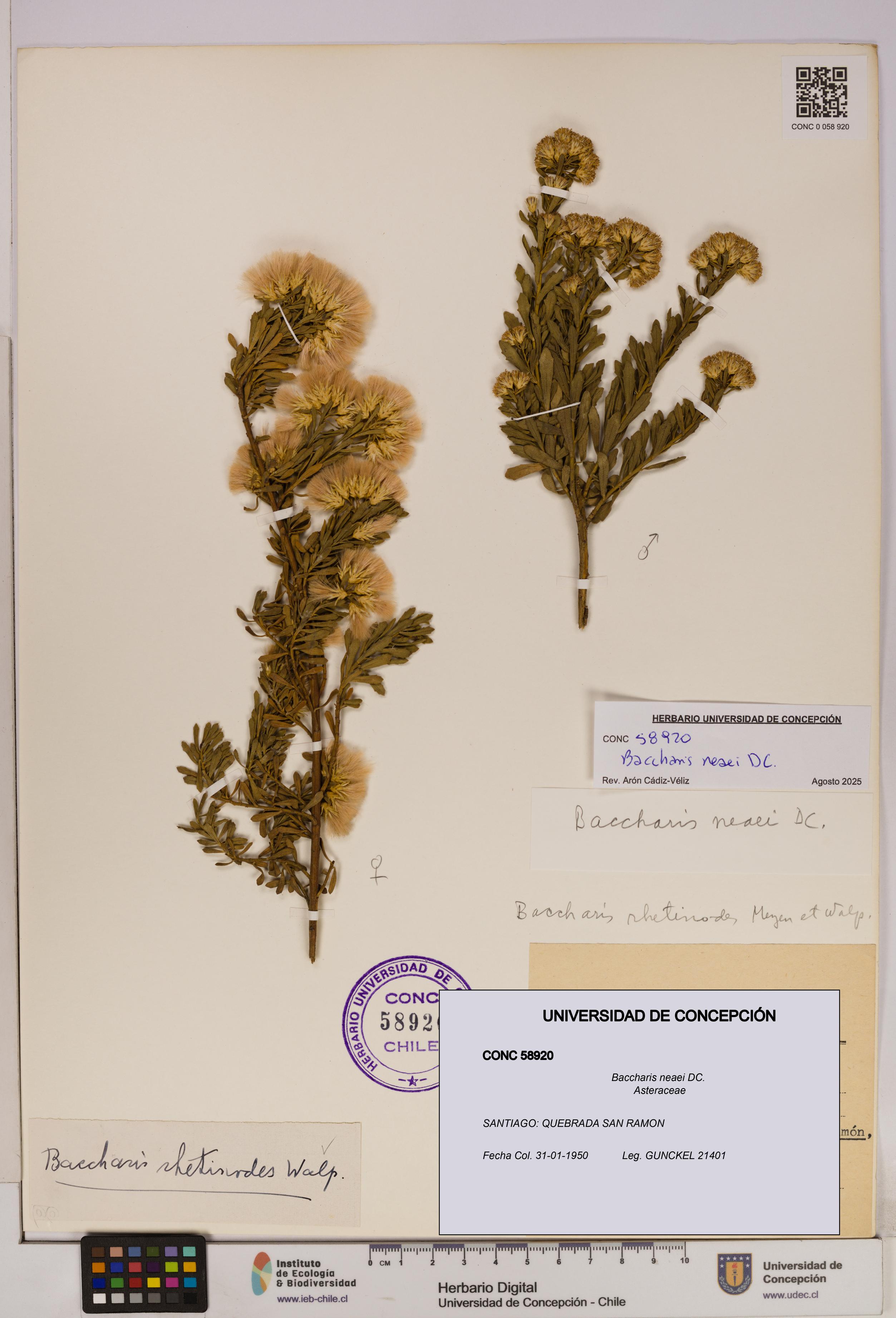 Baccharis neaei [Espécimen: UDEC:CONC:0058920]