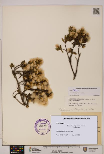 Baccharis patagonica [Espécimen: UDEC:CONC:0058922]