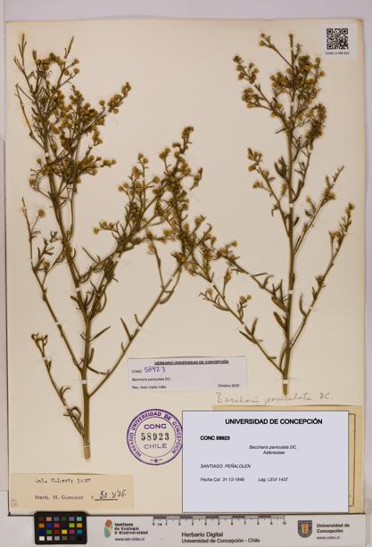 Baccharis paniculata [Espécimen: UDEC:CONC:0058923]