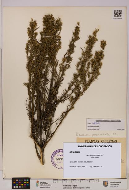Baccharis paniculata [Espécimen: UDEC:CONC:0058924]