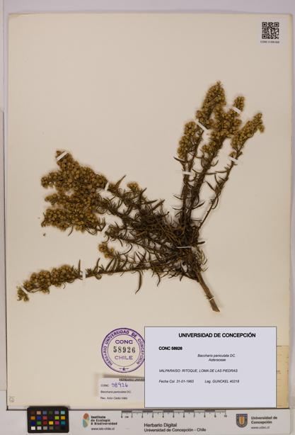 Baccharis paniculata [Espécimen: UDEC:CONC:0058926]