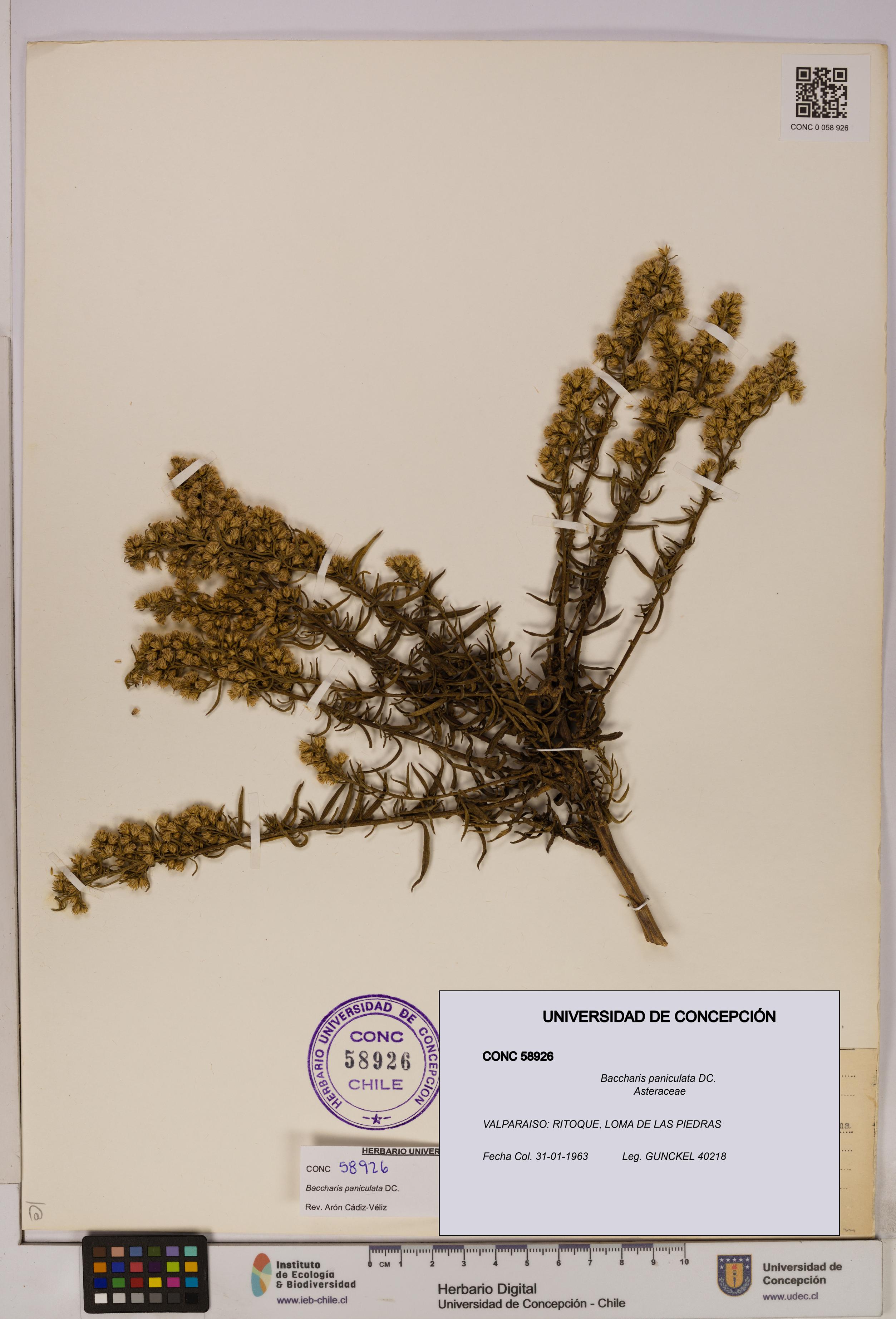 Baccharis paniculata [Espécimen: UDEC:CONC:0058926]