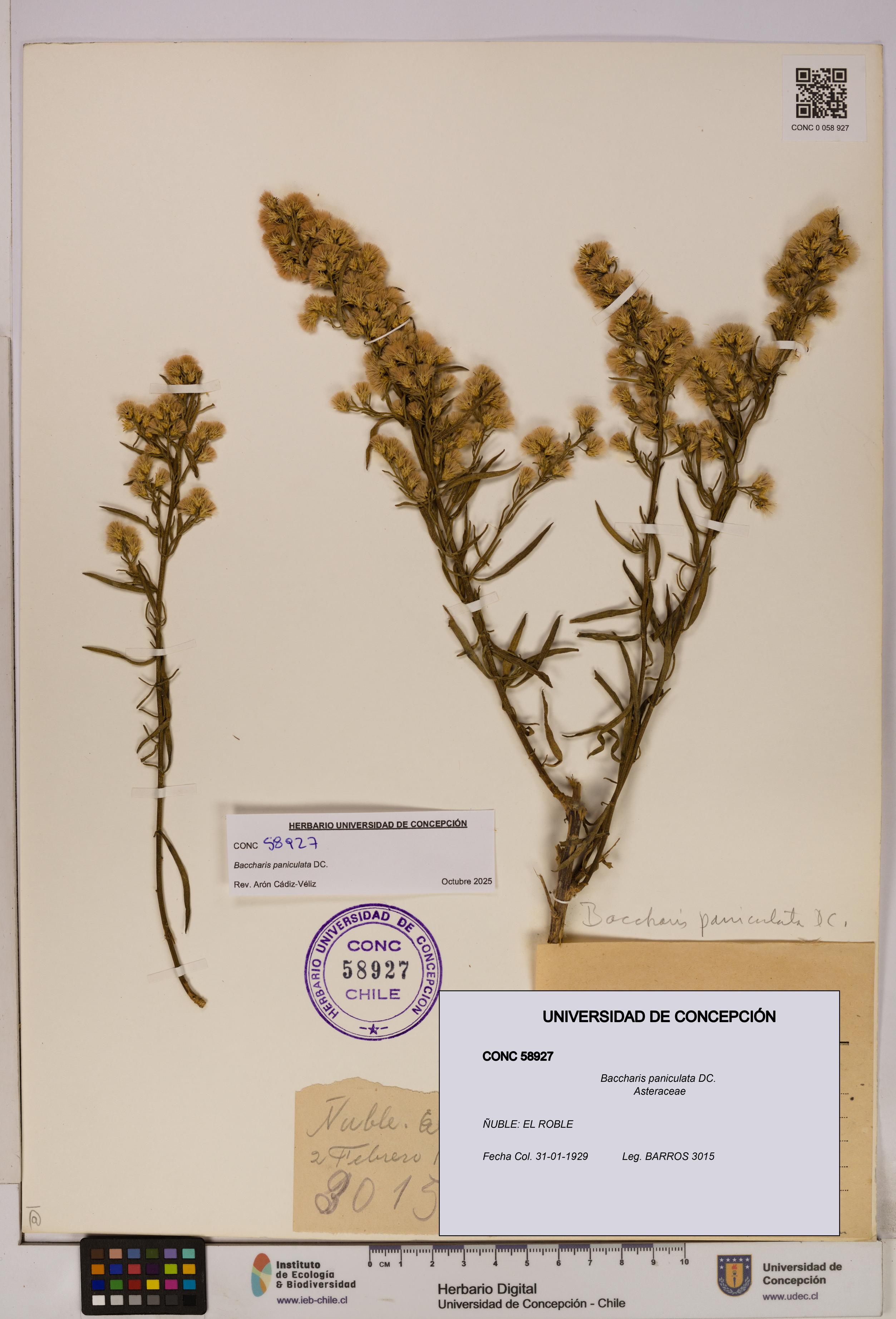 Baccharis paniculata [Espécimen: UDEC:CONC:0058927]