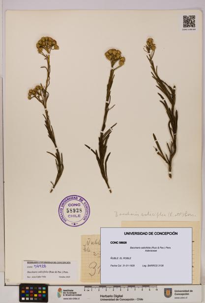 Baccharis salicifolia [Espécimen: UDEC:CONC:0058928]