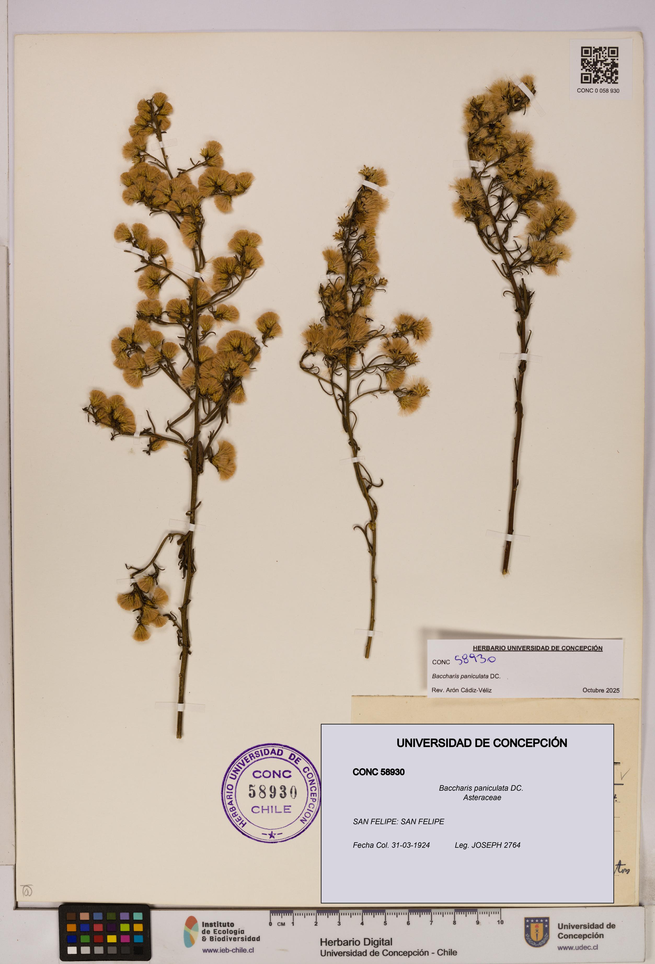 Baccharis paniculata [Espécimen: UDEC:CONC:0058930]