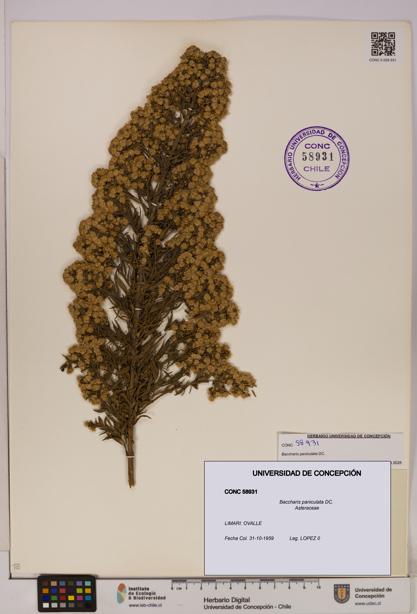Baccharis paniculata [Espécimen: UDEC:CONC:0058931]