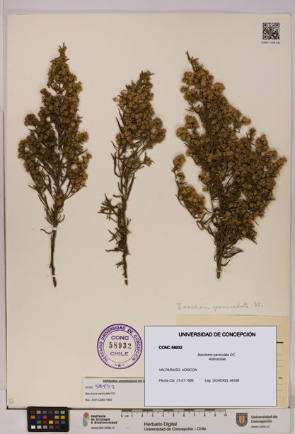 Baccharis paniculata [Espécimen: UDEC:CONC:0058932]