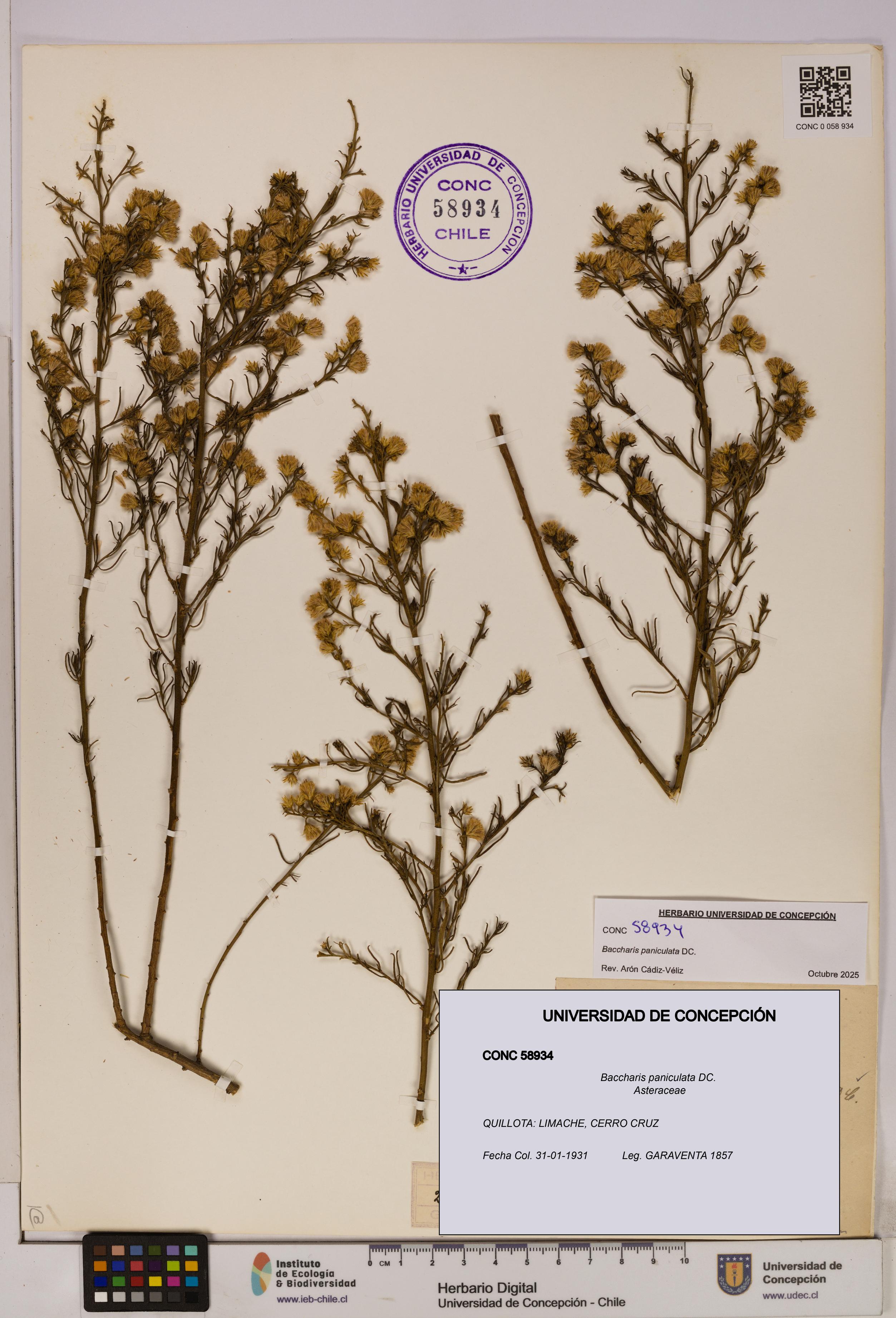 Baccharis paniculata [Espécimen: UDEC:CONC:0058934]