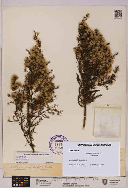 Baccharis paniculata [Espécimen: UDEC:CONC:0058936]