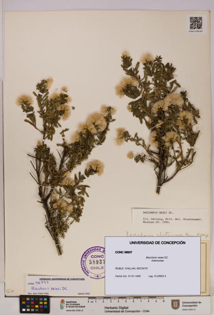 Baccharis neaei [Espécimen: UDEC:CONC:0058937]
