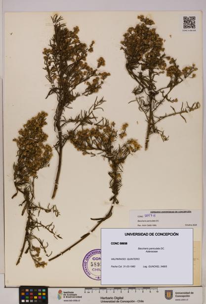 Baccharis paniculata [Espécimen: UDEC:CONC:0058938]