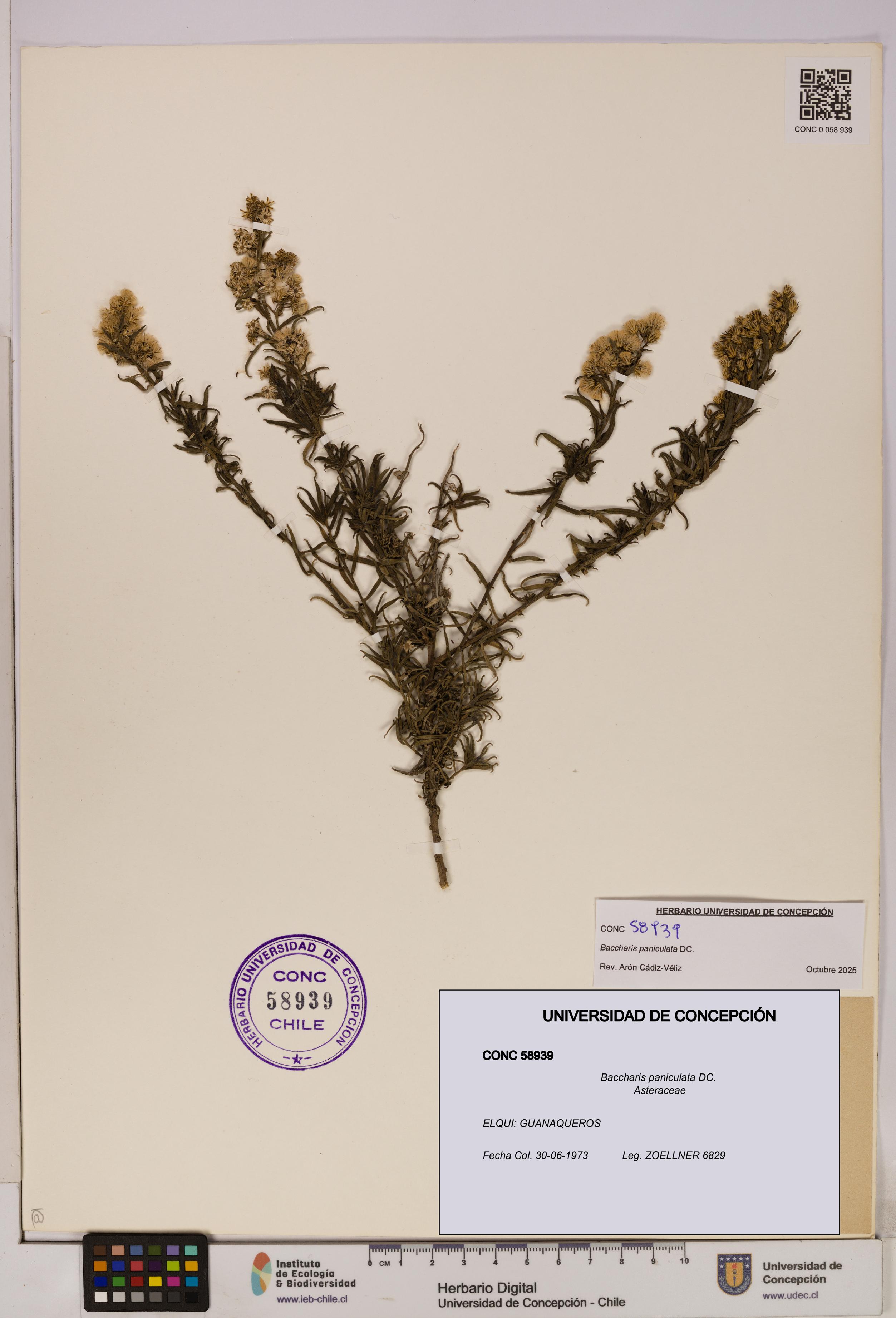 Baccharis paniculata [Espécimen: UDEC:CONC:0058939]