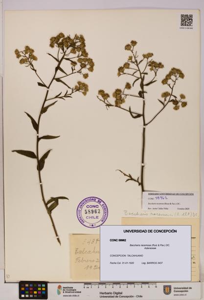 Baccharis racemosa [Espécimen: UDEC:CONC:0058962]
