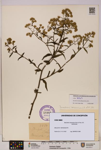 Baccharis racemosa [Espécimen: UDEC:CONC:0058963]