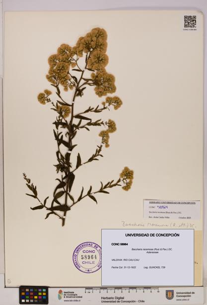 Baccharis racemosa [Espécimen: UDEC:CONC:0058964]