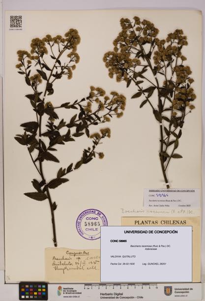 Baccharis racemosa [Espécimen: UDEC:CONC:0058965]