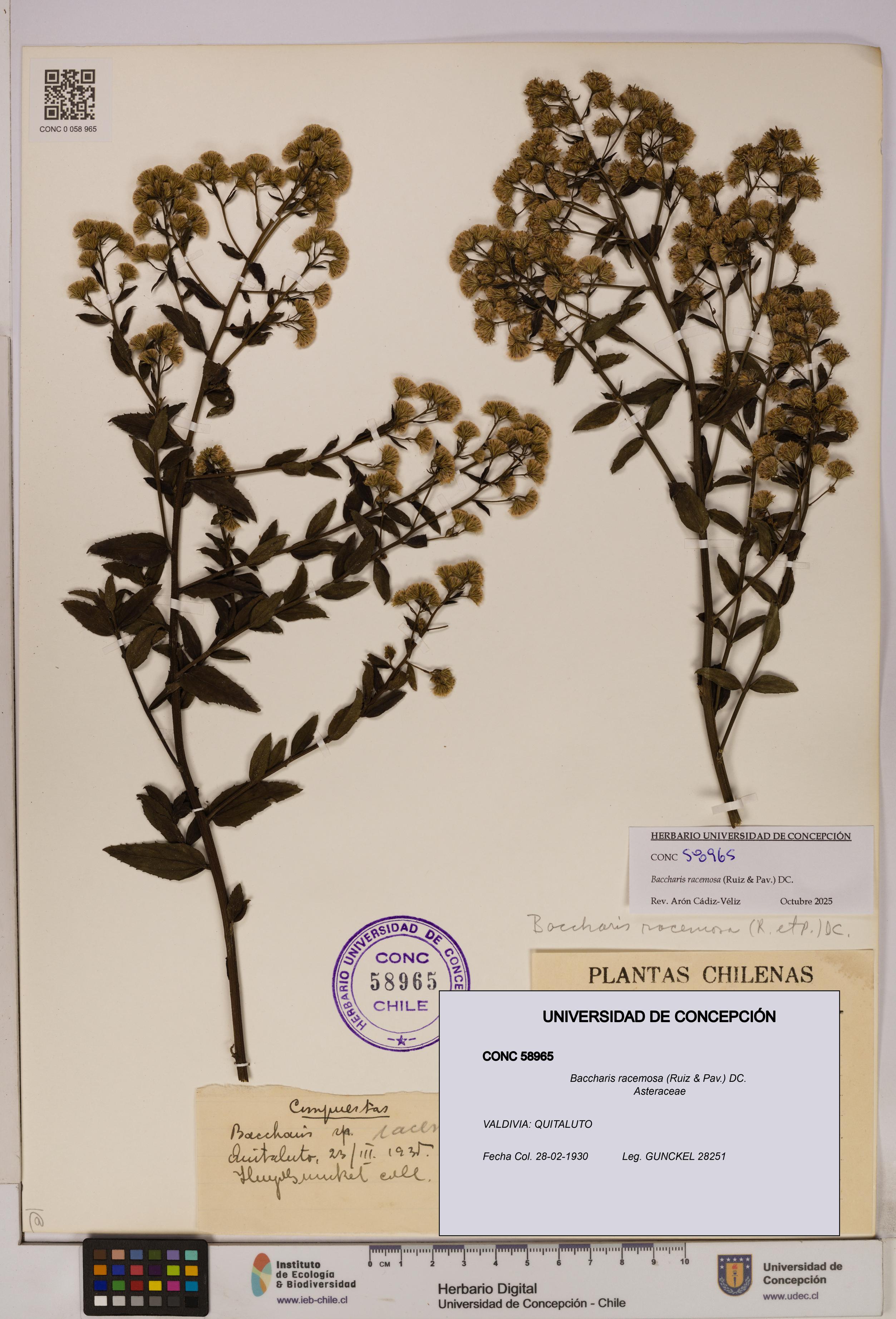 Baccharis racemosa [Espécimen: UDEC:CONC:0058965]