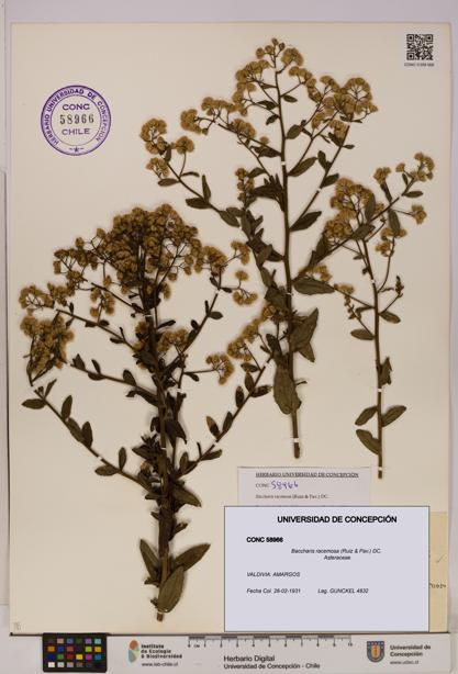 Baccharis racemosa [Espécimen: UDEC:CONC:0058966]