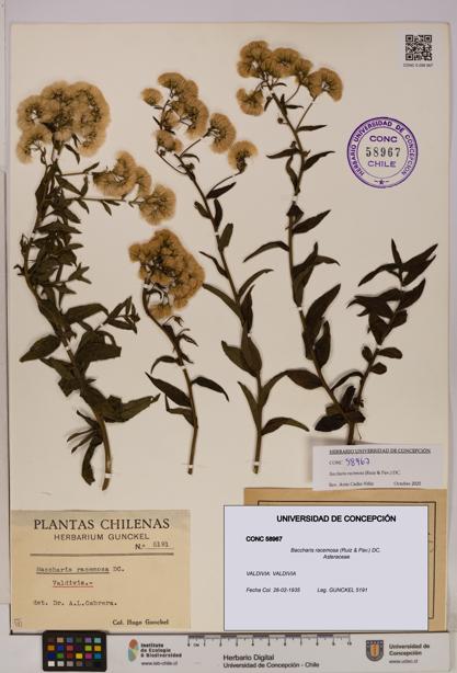 Baccharis racemosa [Espécimen: UDEC:CONC:0058967]
