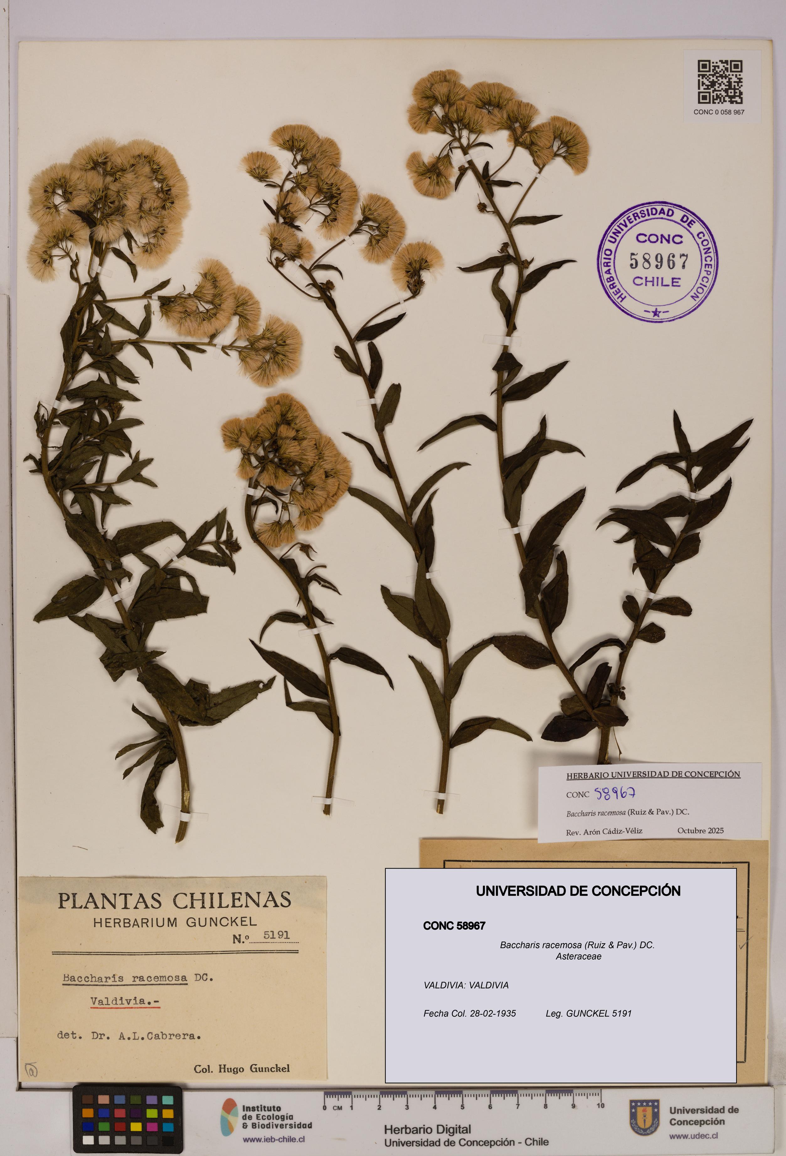 Baccharis racemosa [Espécimen: UDEC:CONC:0058967]
