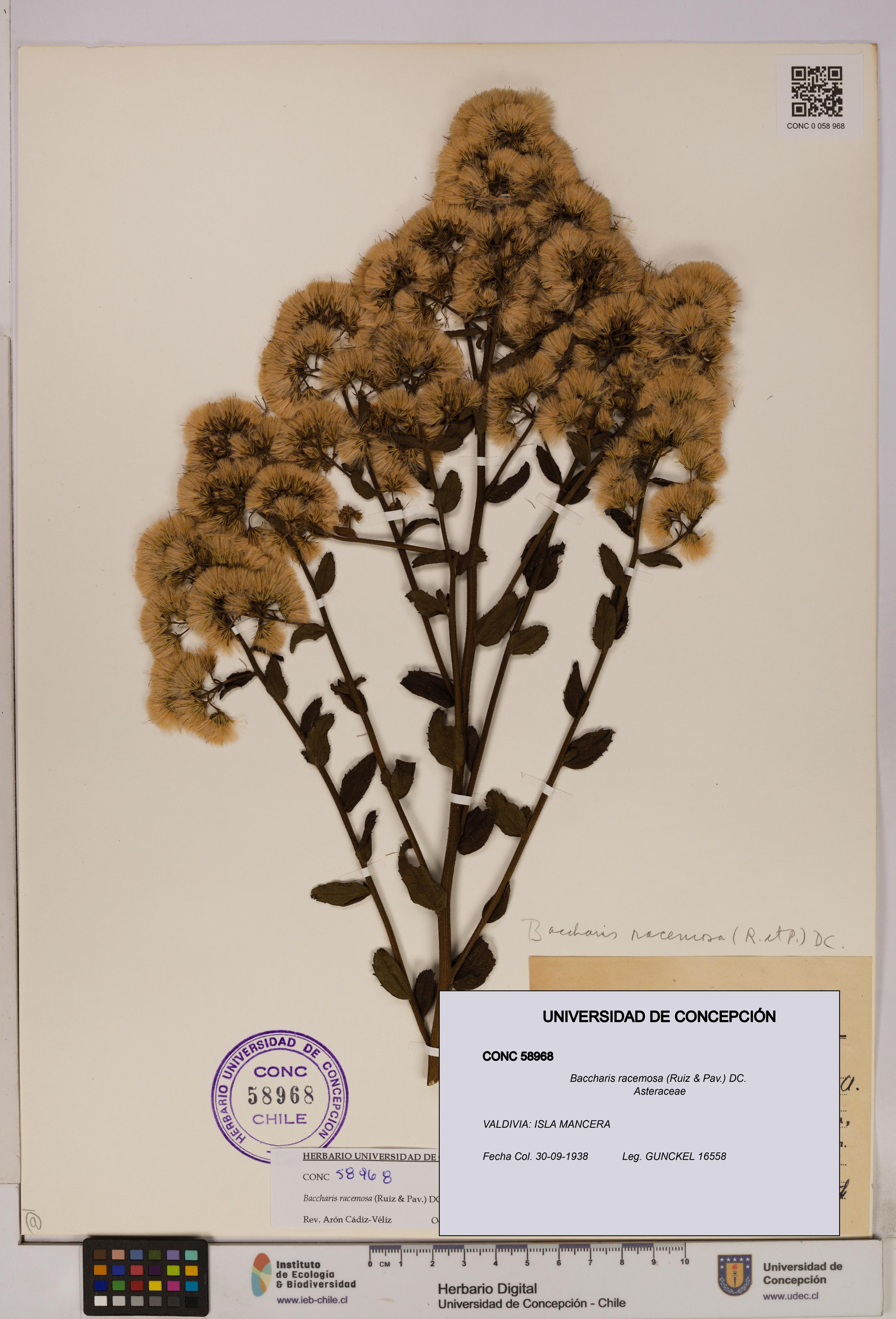 Baccharis racemosa [Espécimen: UDEC:CONC:0058968]