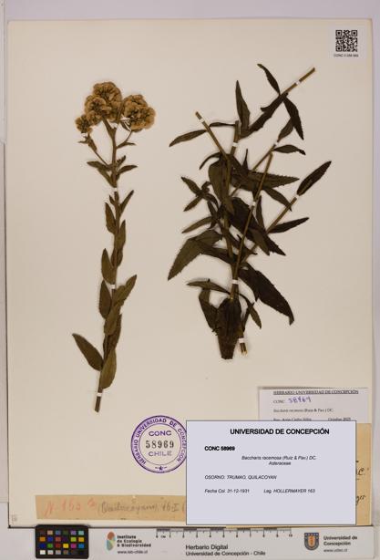 Baccharis racemosa [Espécimen: UDEC:CONC:0058969]