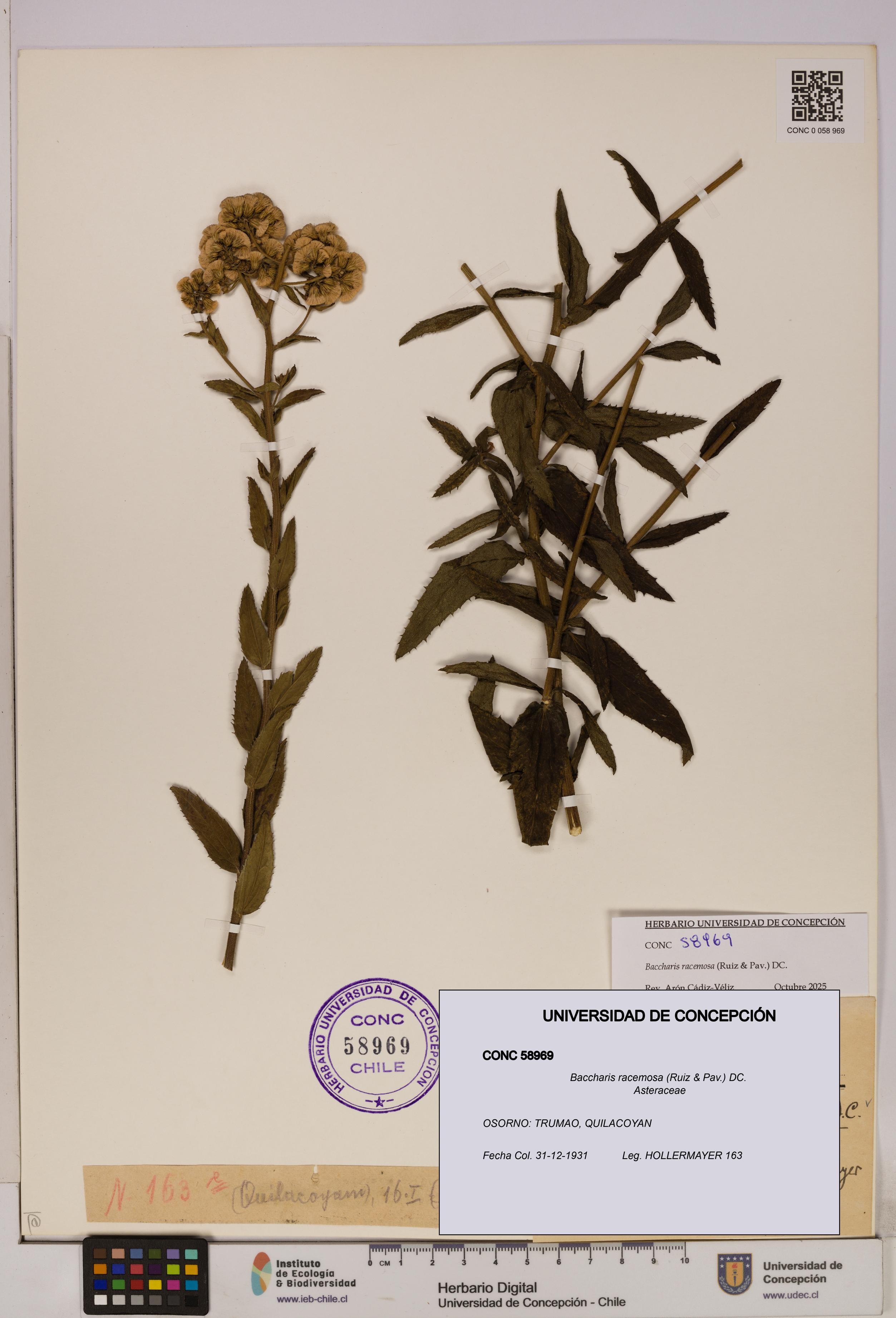 Baccharis racemosa [Espécimen: UDEC:CONC:0058969]