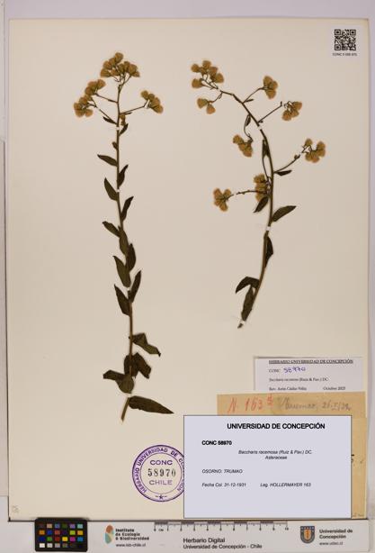Baccharis racemosa [Espécimen: UDEC:CONC:0058970]